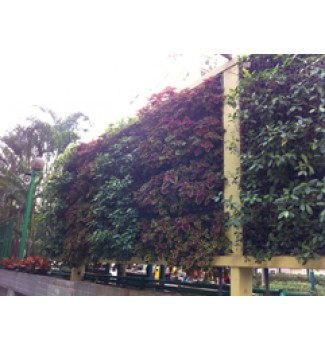 植物綠牆