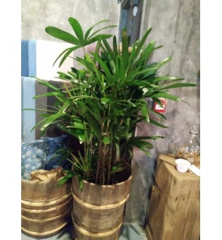  Palm Bamboo
